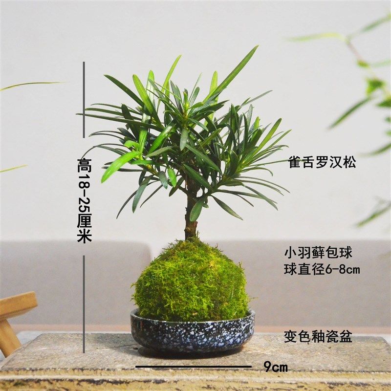 小叶雀舌老桩罗汉松苔玉苔藓球茶桌室内素雅水培易养盆景盆栽绿植,淘宝优惠券,粉丝福利购,淘宝优惠卷