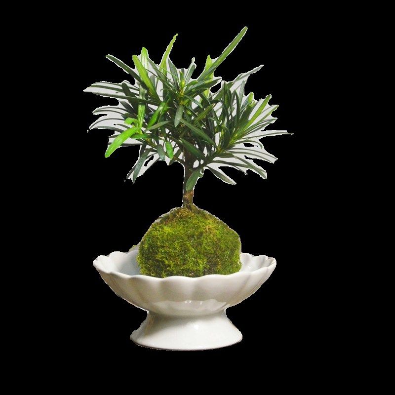 小叶雀舌老桩罗汉松苔玉苔藓球茶桌室内素雅水培易养盆景盆栽绿植,淘宝优惠券,粉丝福利购,淘宝优惠卷