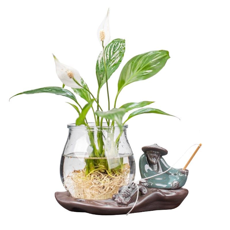 创意水培白掌玻璃瓶透明水养绿萝花瓶客厅植物摆件情侣可爱小花,淘宝优惠券,粉丝福利购,淘宝优惠卷