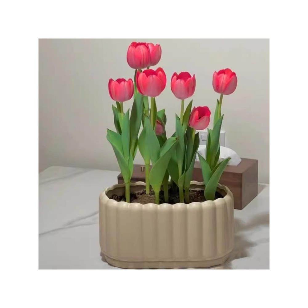 进口荷兰水培郁金香种球室内室外水养花卉植物盆栽四季耐寒五度球,淘宝优惠券,粉丝福利购,淘宝优惠卷