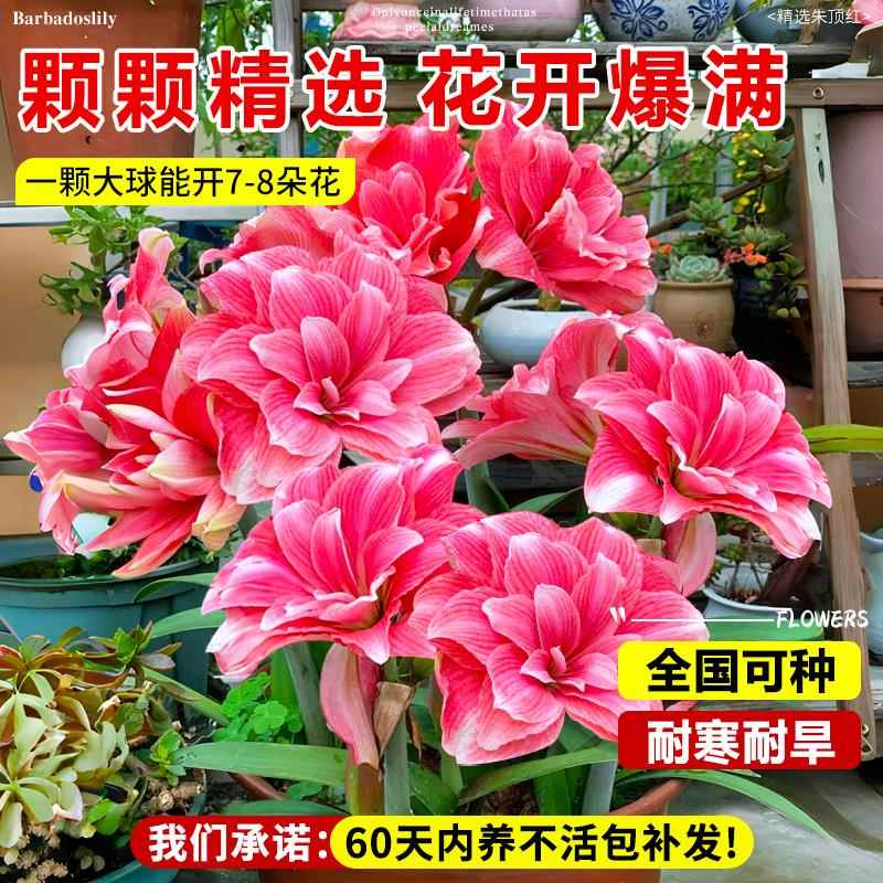 朱顶红进口重瓣种球花卉植物带花苞阿弗雷特大球盆栽四季开花好养 - 图1