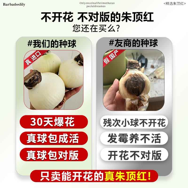 朱顶红进口重瓣种球花卉植物带花苞阿弗雷特大球盆栽四季开花好养 - 图0