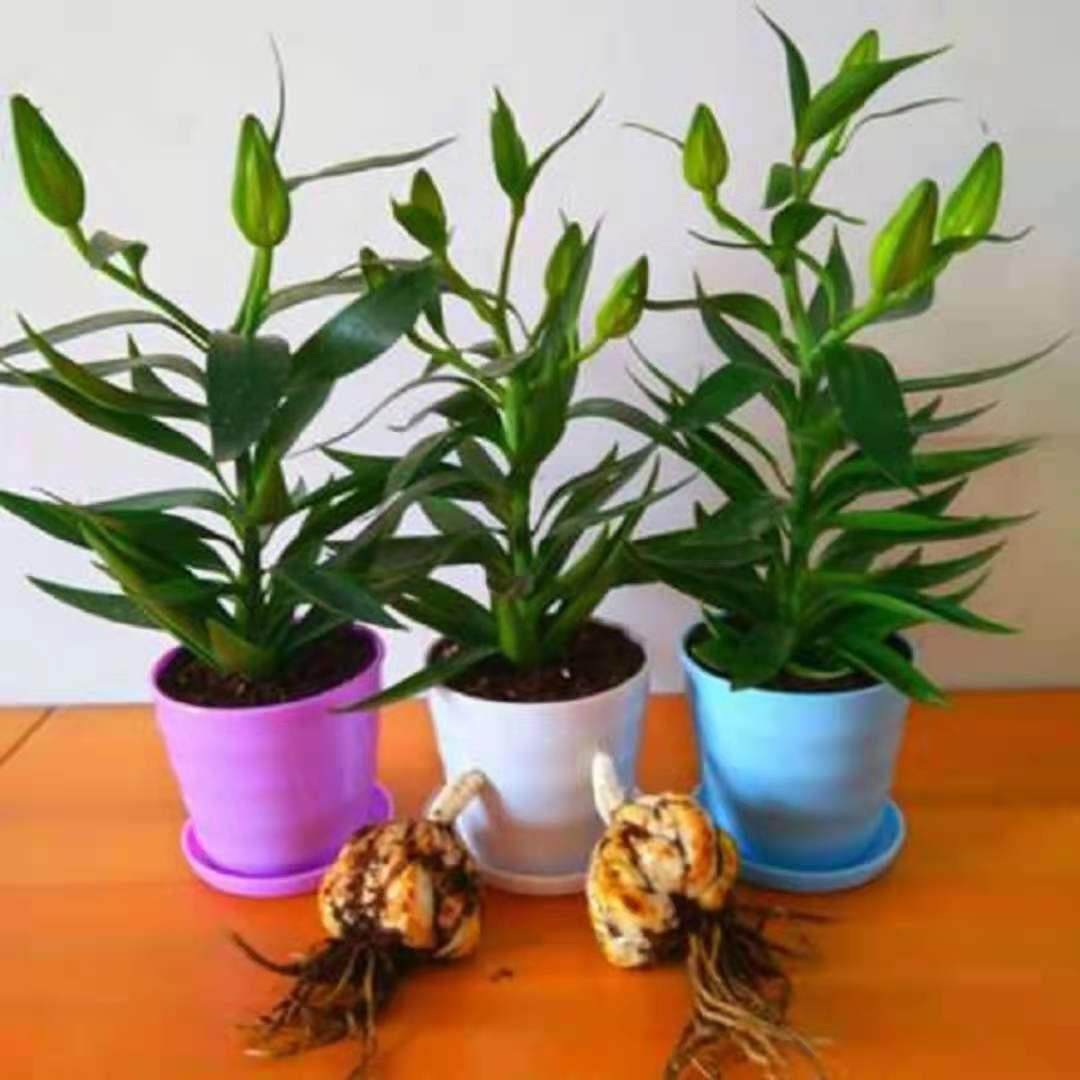 进口重瓣香水百合花种球带牙种子多头浓香室内外花卉盆栽,淘宝优惠券,粉丝福利购,淘宝优惠卷