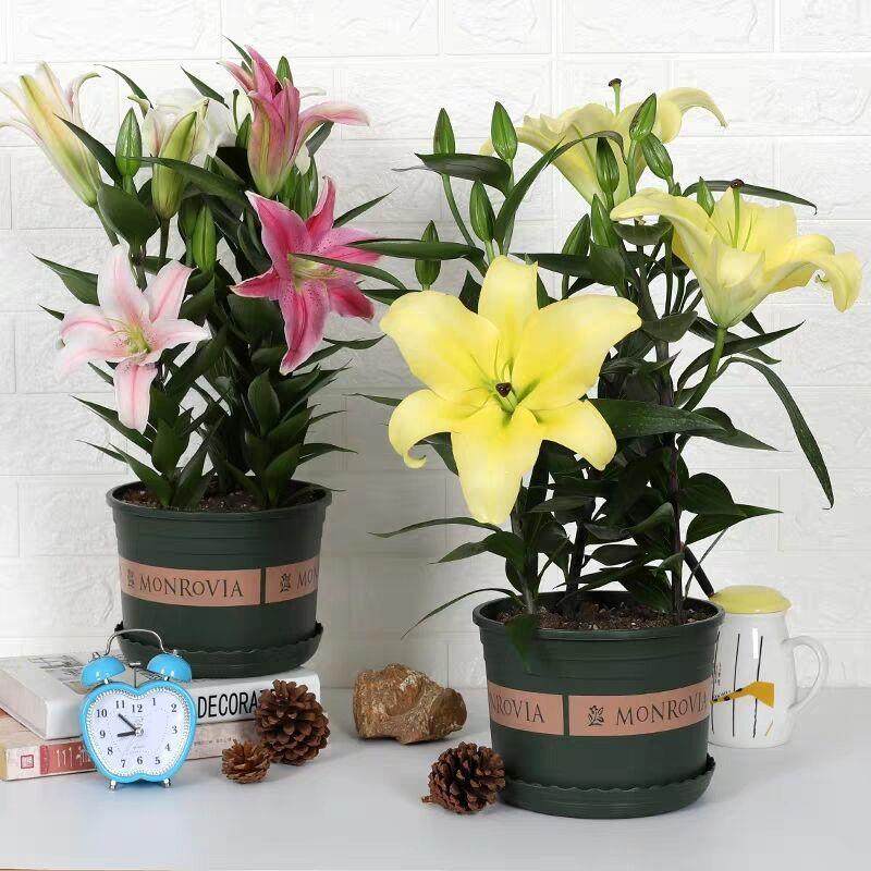 进口重瓣香水百合花种球带牙种子多头浓香室内外花卉盆栽,淘宝优惠券,粉丝福利购,淘宝优惠卷