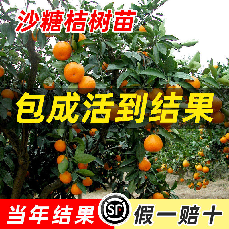 沙糖桔子树苗优质广西砂糖橘树苗橙子南方北方种植无籽橘子树果苗,淘宝优惠券,粉丝福利购,淘宝优惠卷
