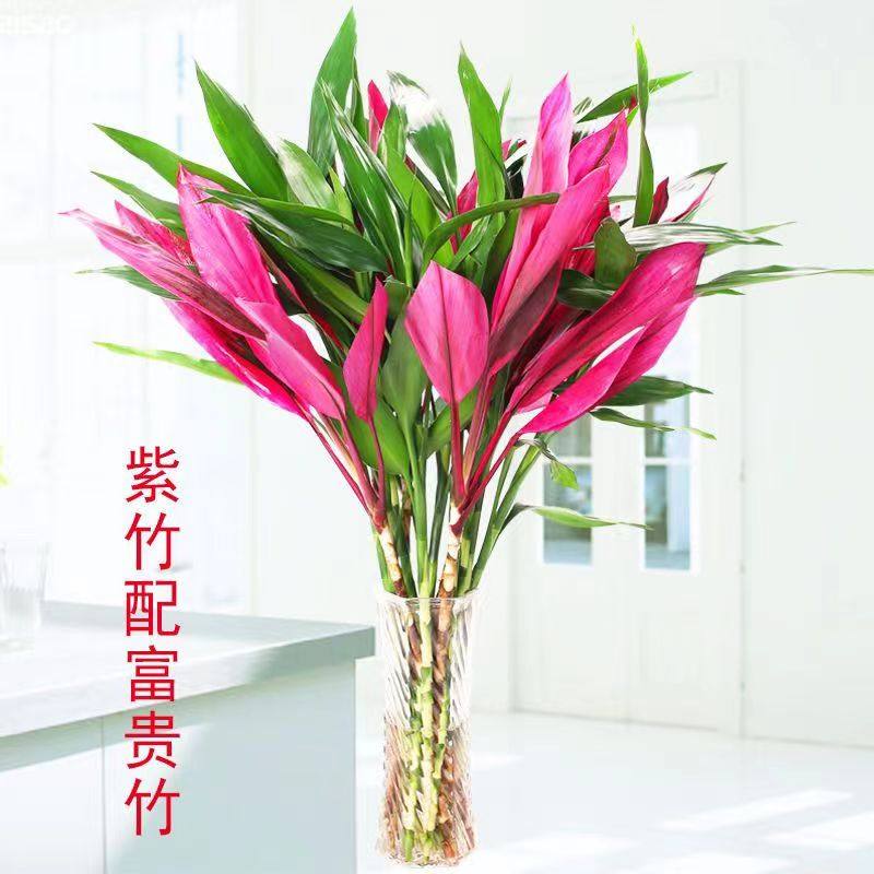 富贵竹水培植物紫竹鸿运转运竹室内招财绿植客厅红色盆栽,淘宝优惠券,粉丝福利购,淘宝优惠卷