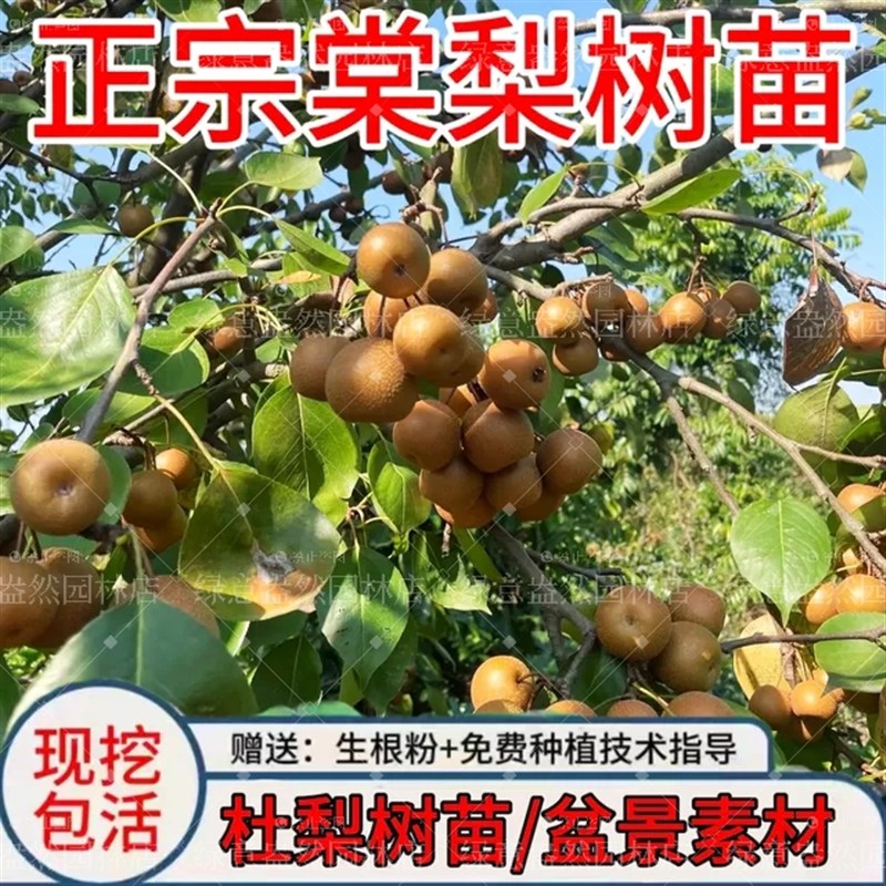 杜梨苗 堂梨盆景树苗海棠梨树嫁接苗砧木耐寒南北方盆栽地载果树 - 图0