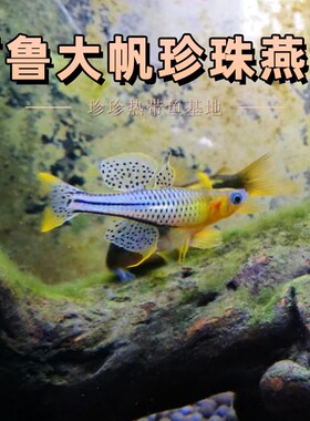 阿鲁大帆珍珠燕子鱼小型观赏淡水鱼热带鱼观赏鱼活体好养群游鱼