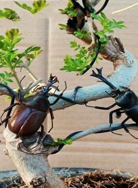 彷真蝈蝈昆虫冰箱贴甲虫螳螂蜻蜓知瞭蛐蛐蜜蜂盆景假山绿植车载创