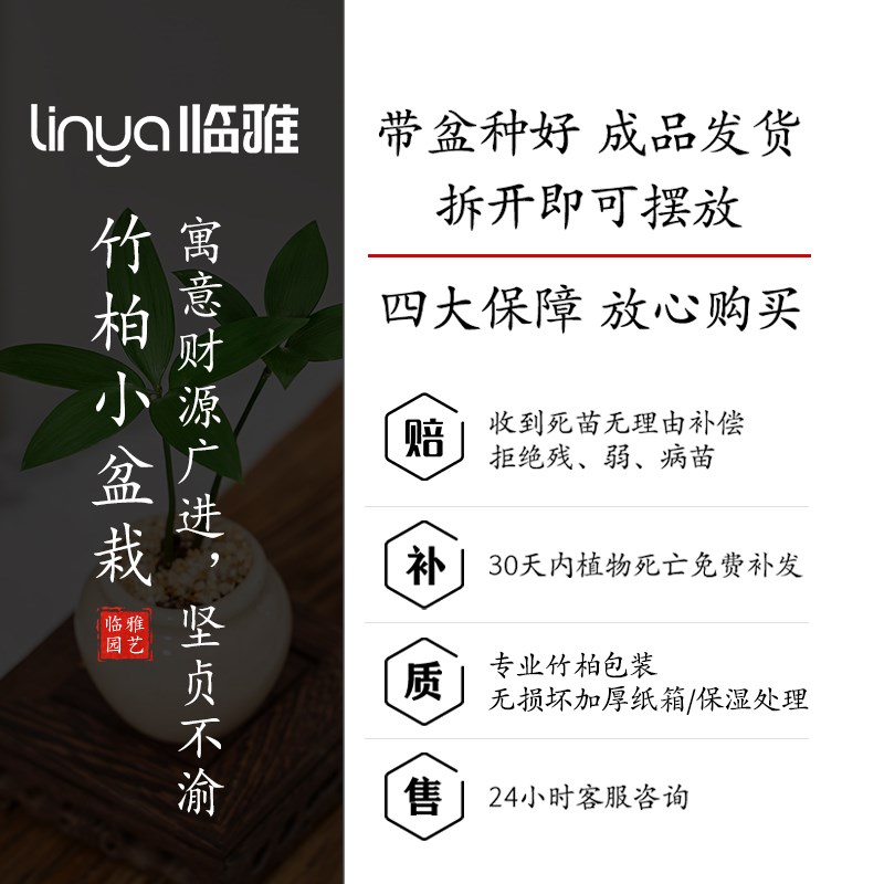 竹柏迷你植物小盆栽拇指绿植办公室内桌面摆件盆景四季长青好养活 - 图2