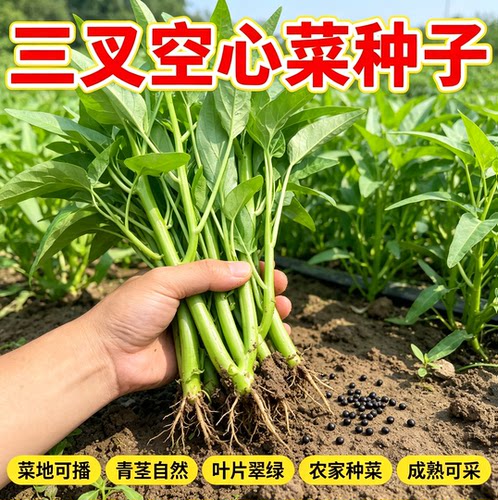 三叉空心菜种籽耐热青菜新鲜当季蔬菜通心菜蕹菜多次采收 - 图2