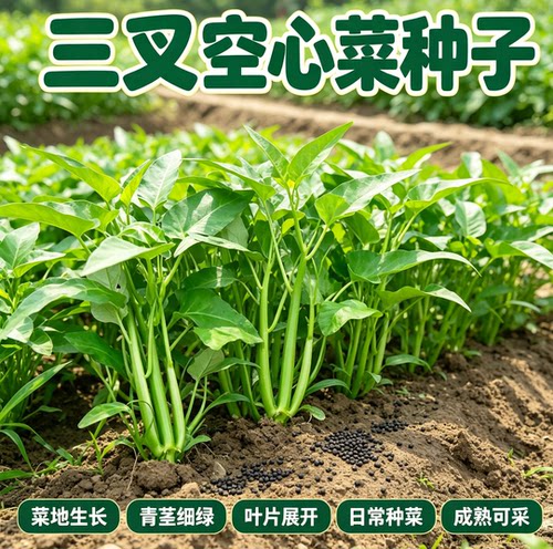 三叉空心菜种籽耐热青菜新鲜当季蔬菜通心菜蕹菜多次采收 - 图0