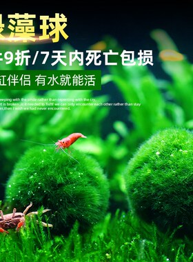 水族箱鱼缸造景观赏活体真水草生态球绿藻球生态瓶海藻球水藻球
