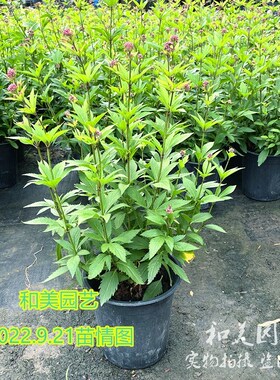大麻叶泽兰盆栽 庭院阳台多年生 宿根花镜花卉  叶佩兰 包邮