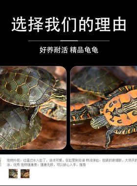 红腹西部锦龟深水鱼缸混养吃粪宠物观赏西锦龟情侣龟好养活体乌龟