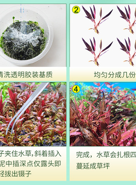 红线阿芬紫线椒草阴性红色前中景水草淡水植物新手无碳增氧鱼缸草