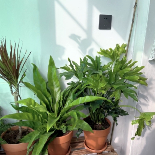 千花阁绿植展叶鸟巢蕨盆栽水培绿植室内北欧好养净化空气观叶绿植 - 图1