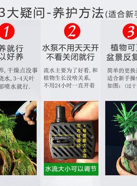 全是活植物假山流水喷泉摆件造景石材办公室室内招财鱼池石头送礼