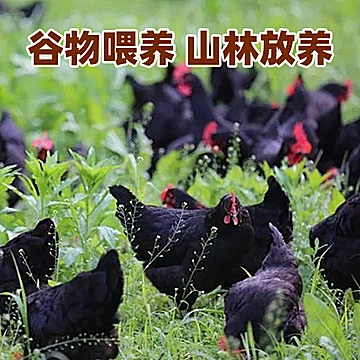 乡朴黑吉鸡蛋50枚（单枚50g）:[6元优惠券]-寻折猪