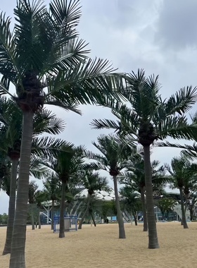 仿真植物假树厂家椰子树玻璃钢树水泥树假山塑石植物造景观树