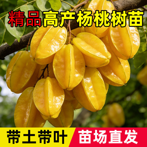 杨桃树果苗四季结果嫁接马来西亚甜杨桃树苗南北方种植可盆栽地栽 - 图1