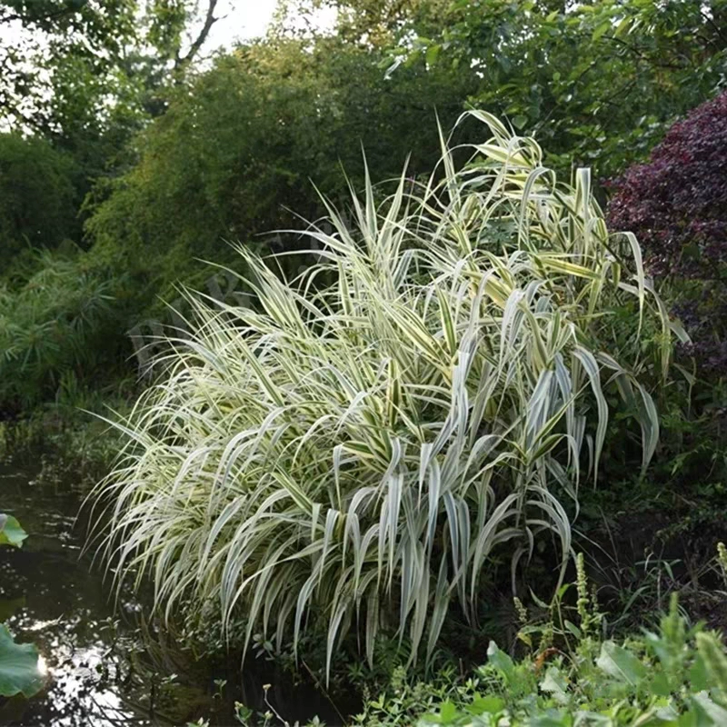 花叶芦竹玉带草盆栽庭院阳台耐寒地栽多年生宿根花镜植物观叶草花 - 图1