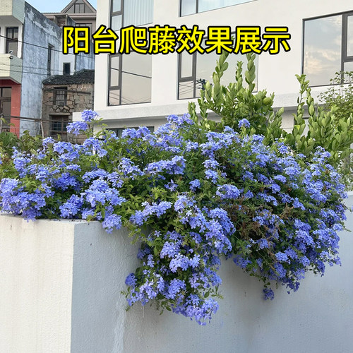 蓝紫色系列室外庭院薰衣草组合花卉花镜宿根鼠尾草蓝雪花观赏盆栽 - 图0