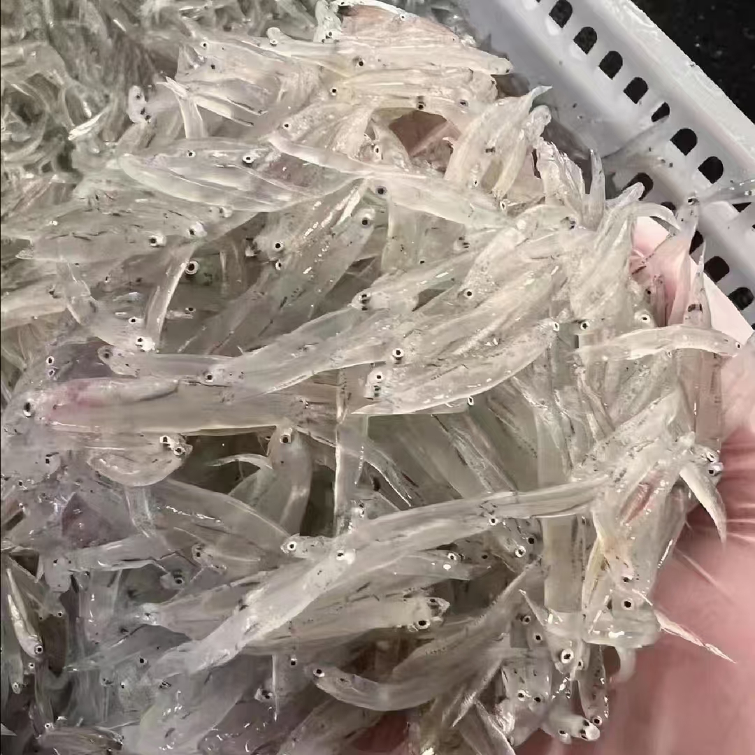 海捕小银鱼速冻银鱼200g/盒 - 图2