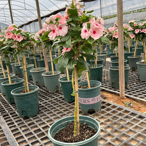 长春花棒棒糖阳台花卉日日春庭院花卉四时花盆栽花苞箐禾花场直发 - 图3