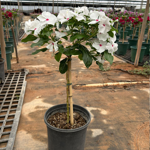 长春花棒棒糖阳台花卉日日春庭院花卉四时花盆栽花苞箐禾花场直发 - 图2