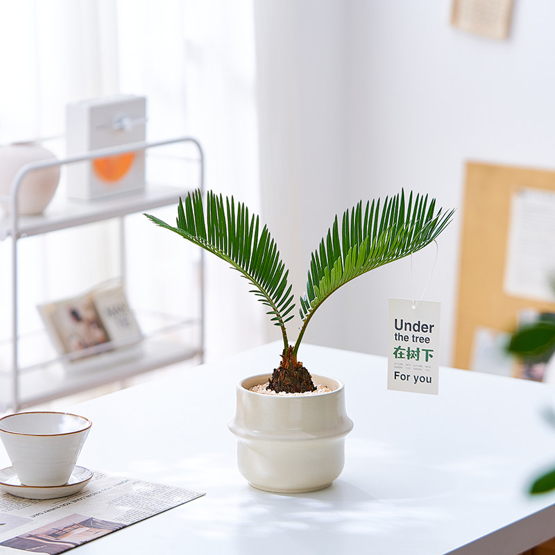 铁树盆栽植物室内好养花卉茶桌禅意绿植桌面迷你创意苏铁小盆景,淘宝优惠券,粉丝福利购,淘宝优惠卷