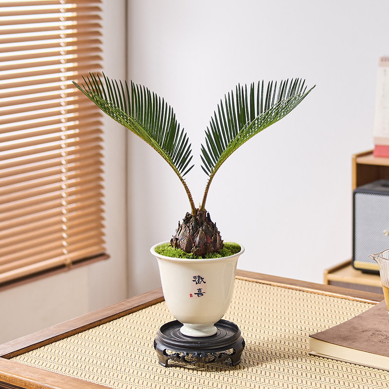 铁树盆栽植物室内好养花卉茶桌禅意绿植桌面迷你创意苏铁中式盆景,淘宝优惠券,粉丝福利购,淘宝优惠卷