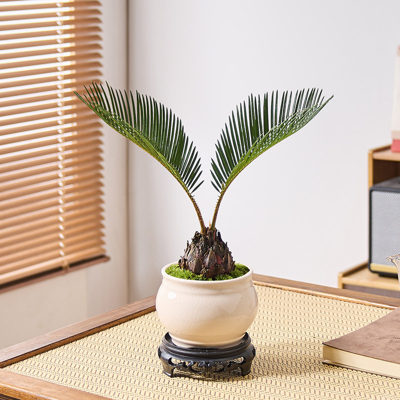 铁树盆栽植物室内好养花卉茶桌禅意绿植桌面迷你创意苏铁中式盆景,淘宝优惠券,粉丝福利购,淘宝优惠卷