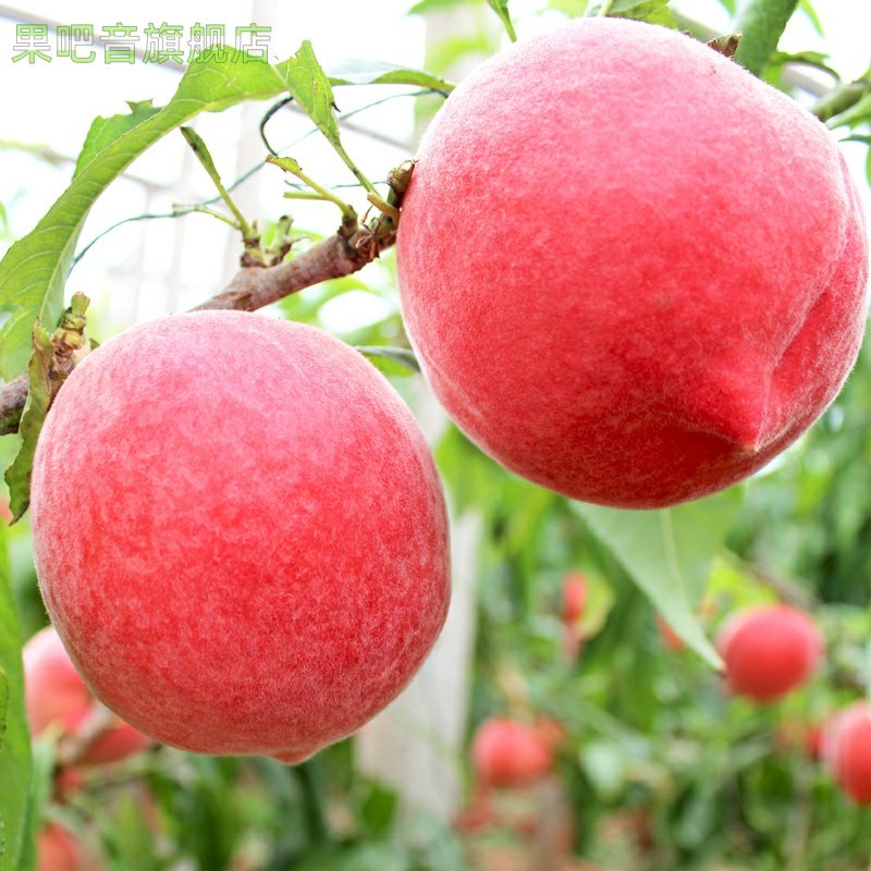 现货现摘春雪蜜桃5斤 冬脆桃当季时令整箱孕妇桃子新鲜水果,淘宝优惠券,粉丝福利购,淘宝优惠卷