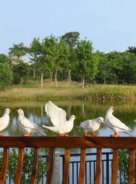 别户外园林鸽子摆摆件仿真动物白鸽景8141观墅草坪装饰院花园庭橱