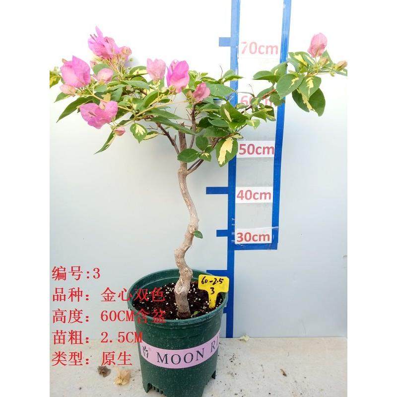 三角梅大苗老桩藤植物盆栽带花盆鲜花客厅庭院四季开花新款包邮,淘宝优惠券,粉丝福利购,淘宝优惠卷