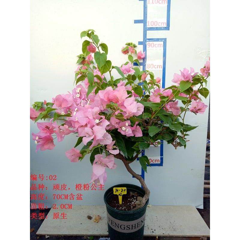 三角梅大苗老桩藤植物盆栽带花盆鲜花客厅庭院四季开花新款包邮,淘宝优惠券,粉丝福利购,淘宝优惠卷