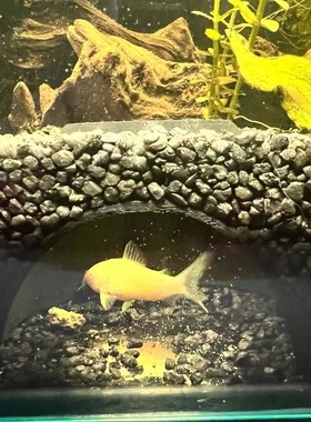 鱼缸地下隐藏洞穴小型鱼虾躲避屋空心小鱼鱼缸水族装饰造景小