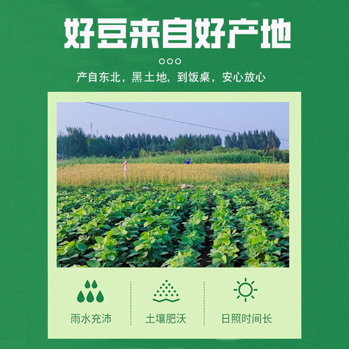 东北绿豆25年东北新货农家新鲜小绿豆发豆芽煮粥汤易沙新豆杂粮 - 图0