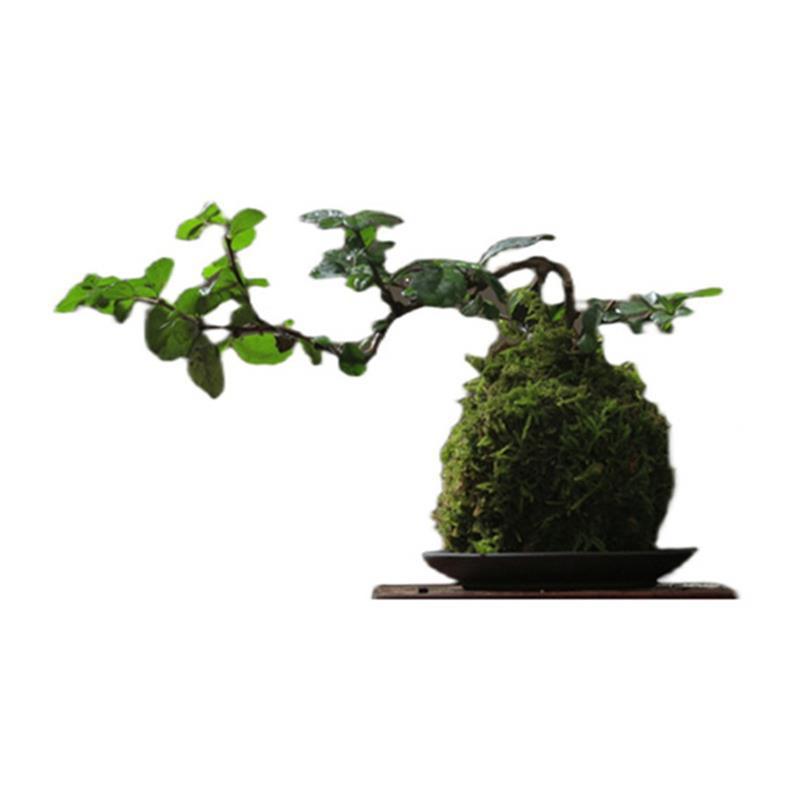 文竹六月雪福建茶菖蒲小叶紫檀米竹袖珍椰子蕨香松盆栽绿植苔藓球 - 图3