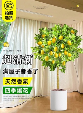 花叶柠檬树苗带果盆栽绿植大型室内客厅植物阳台四季好养花卉果树