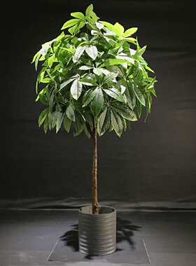 树植物大型旅人蕉盆景室内家居装饰摆件散尾葵假树绿植盆栽绿植