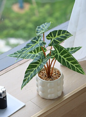 仿真绿色植物假花小型小盆栽客厅办公室桌面装饰品摆件假植物拍摄