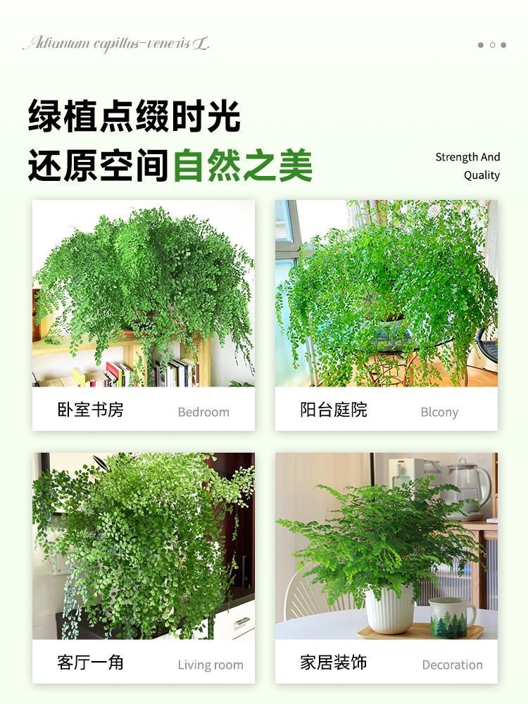 飞雪铁线蕨盆栽可水培蕨类植物耐阴客厅室内外垂吊好养活四季常绿 - 图1