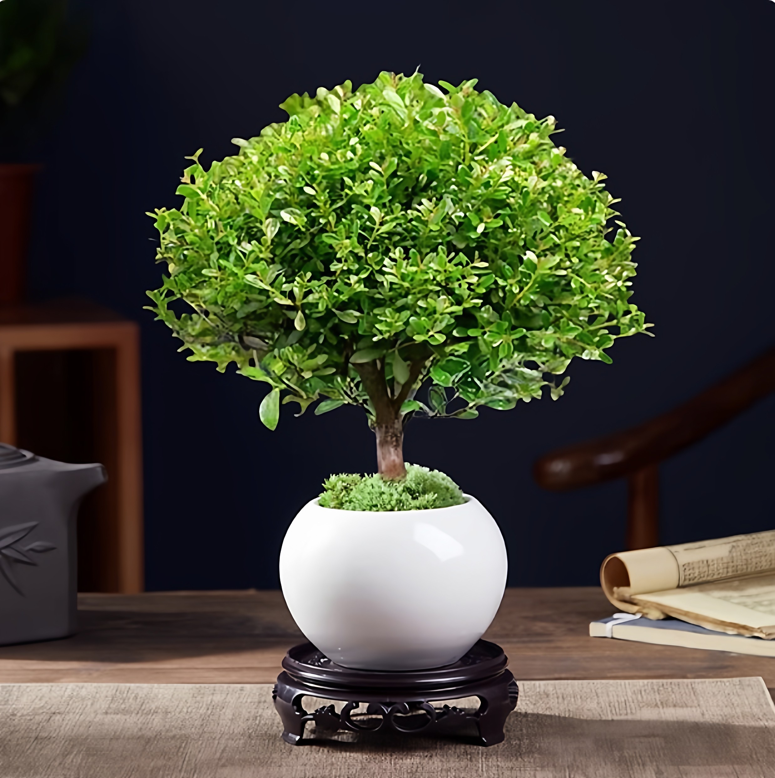 小叶赤楠老桩造型盆景客厅办公室内好养四季常青盆栽植物花卉精品,淘宝优惠券,粉丝福利购,淘宝优惠卷