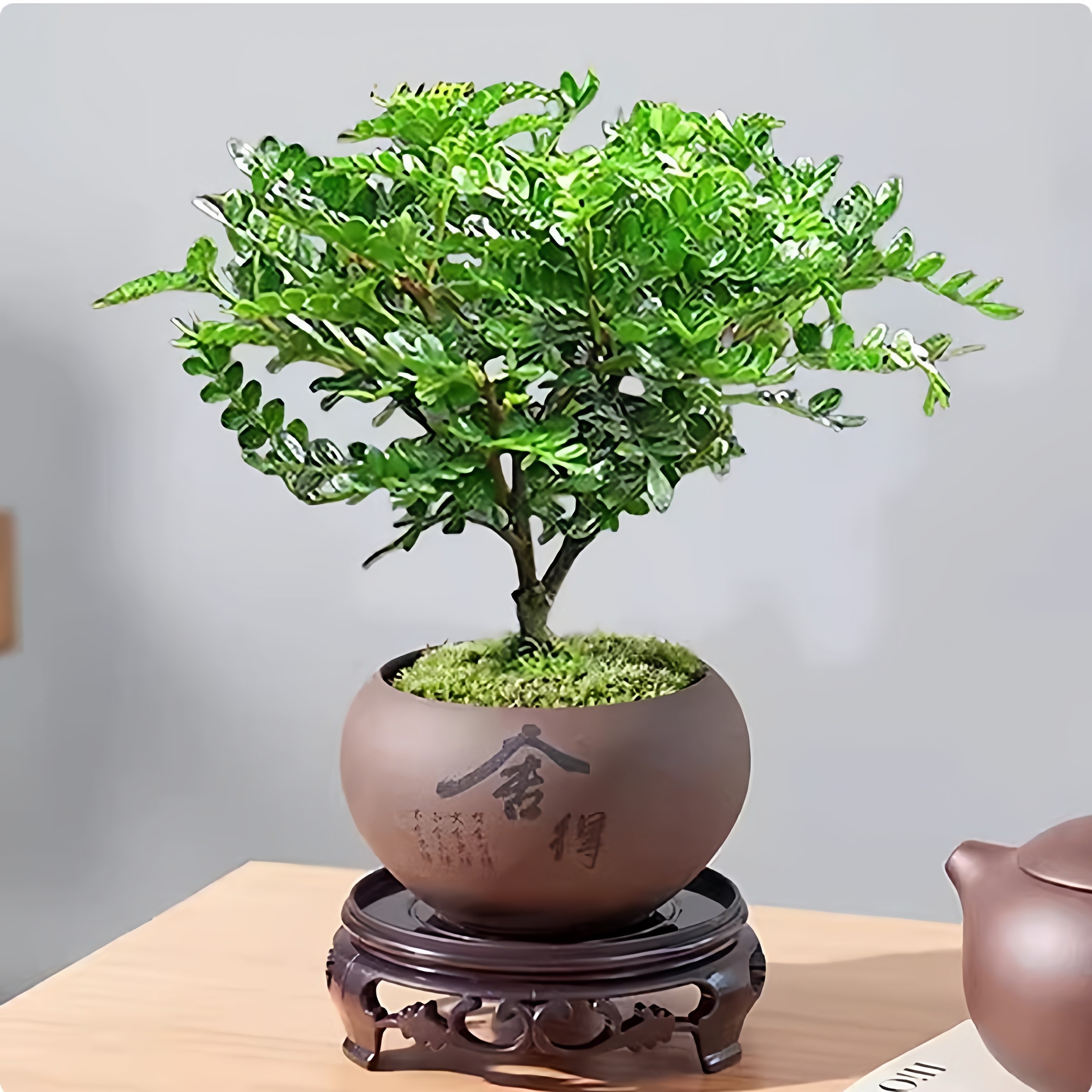 小叶赤楠老桩造型盆景客厅办公室内好养四季常青盆栽植物花卉精品,淘宝优惠券,粉丝福利购,淘宝优惠卷