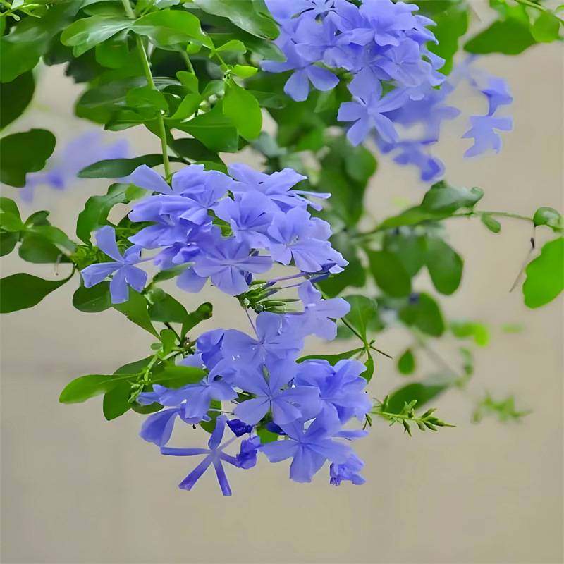 蓝雪花苗盆栽阳台观花耐热好养植物花园庭院爬藤攀援花藤本白雪花,淘宝优惠券,粉丝福利购,淘宝优惠卷