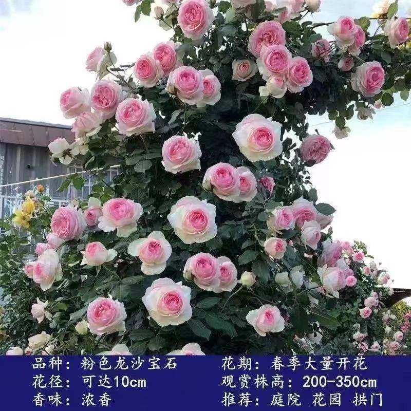 蔷薇花苗藤本月季特大花树爬藤植物阳台爬墙花卉玫瑰盆栽四季开花,淘宝优惠券,粉丝福利购,淘宝优惠卷