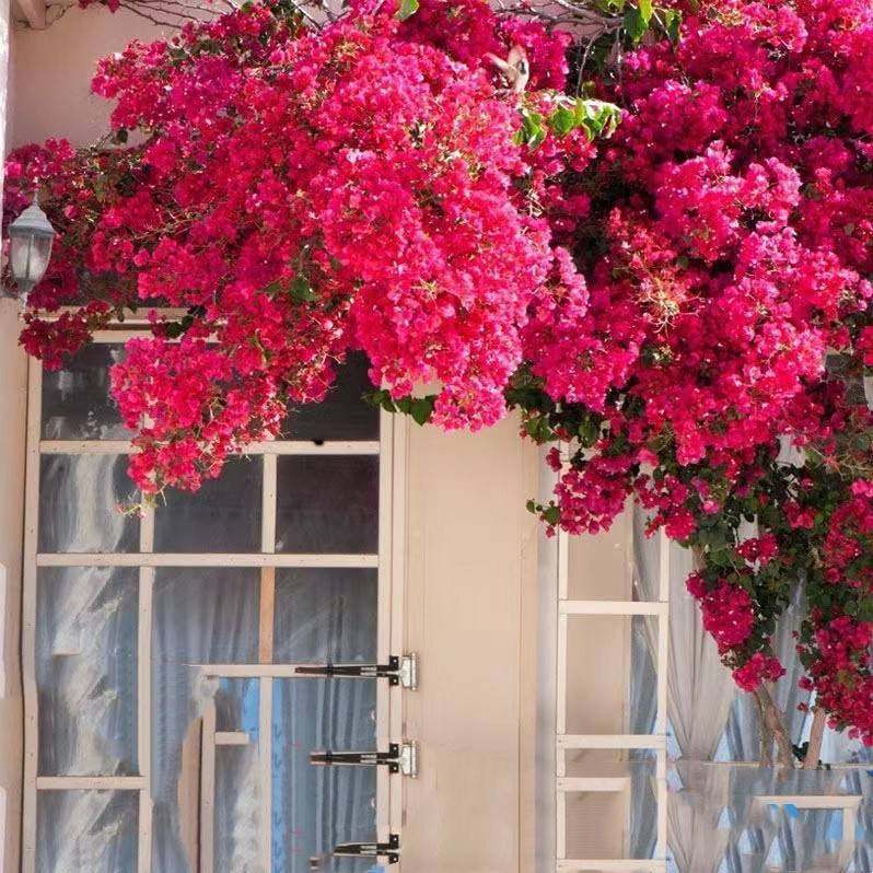 【耐寒】三角梅特价四季开花耐热室外庭院多色花卉绿植爬藤植物,淘宝优惠券,粉丝福利购,淘宝优惠卷