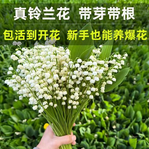 带芽铃兰花苗盆栽耐寒室内外阳台花卉植物好养活浓香铃兰花苗种球 - 图2
